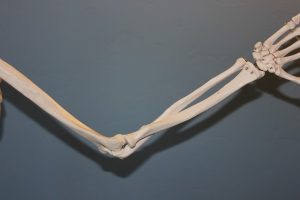 Elbow and Arm Joint Bones