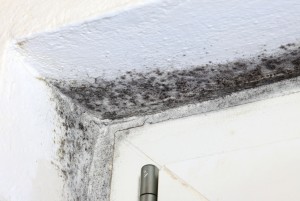 toxic mold, black mold in corner, Toxic mold attorneys