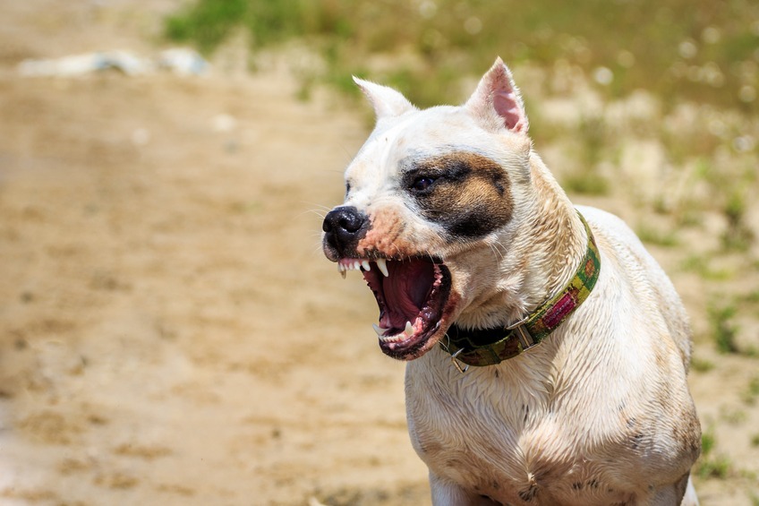 What To Do If a Dog Bites Dangerous Dog Bite Lawsuit